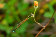 Ischnura aurora aurora