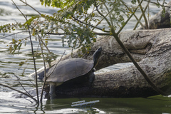 Melanochelys trijuga