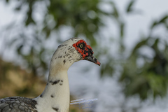 Cairina moschata domestica