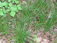 Carex michelii