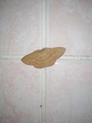 Perixera absconditaria