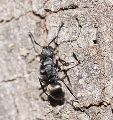 Polyrhachis phryne