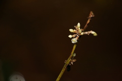 Romnalda strobilacea