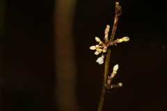 Romnalda strobilacea