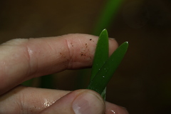 Romnalda strobilacea