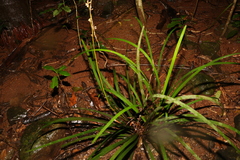 Romnalda strobilacea