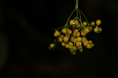 Sambucus australasica