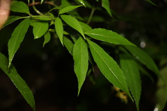 Sambucus australasica