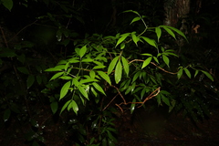 Sambucus australasica
