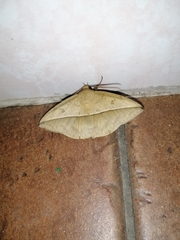 Ugia disjungens