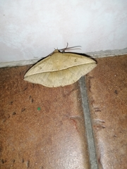 Ugia disjungens