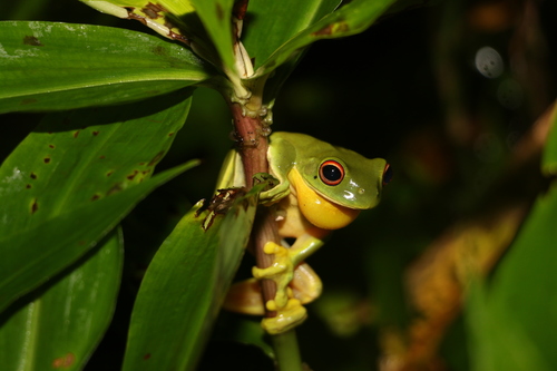 Chlorohyla chloris