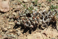Crassula corallina