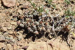 Crassula corallina