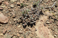 Crassula corallina