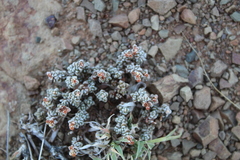 Crassula corallina