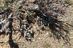 Crassula corallina