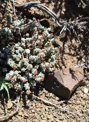Crassula corallina