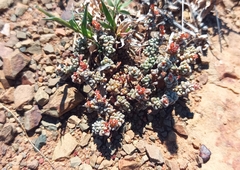 Crassula corallina