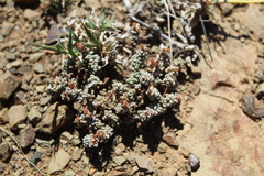 Crassula corallina