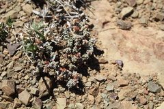 Crassula corallina
