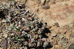 Crassula corallina