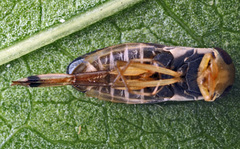 Callicorixa praeusta