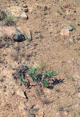 Pachypodium