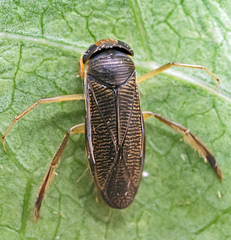 Callicorixa praeusta