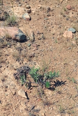 Pachypodium