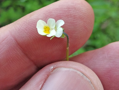 Viola arvensis