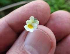 Viola arvensis