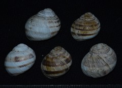 Helix figulina