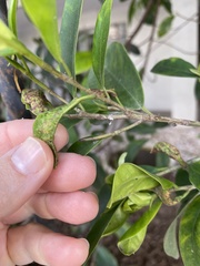 Thysanoptera