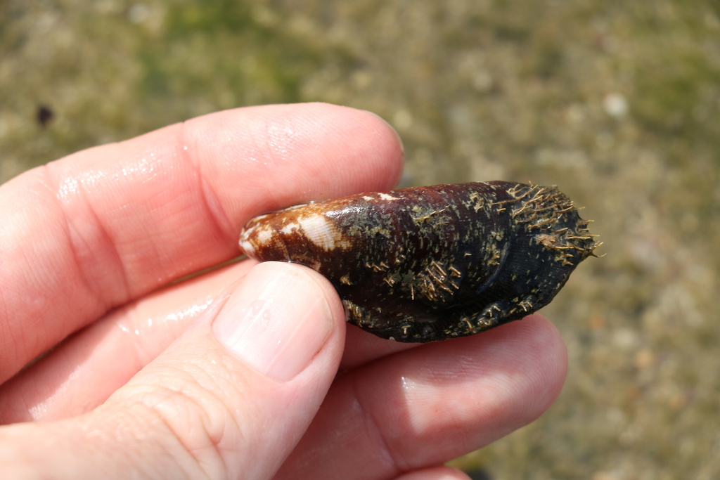 Hairy Mussel from Caloundra Caloundra S., Queensland, Australia on February 20, 2022 at 0844
