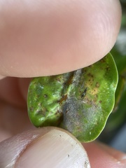 Thysanoptera