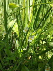 Viola arvensis
