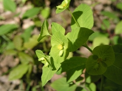 Euphorbia squamosa