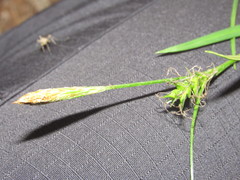 Carex michelii