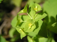 Euphorbia squamosa