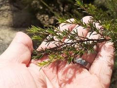 Kunzea linearis