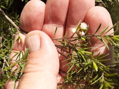 Kunzea linearis