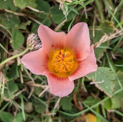 Modiolastrum lateritum