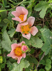 Modiolastrum lateritum