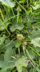 Modiolastrum lateritum