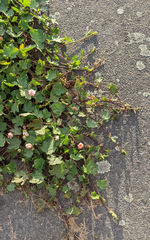 Modiolastrum lateritum