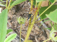 Dysdercus superstitiosus