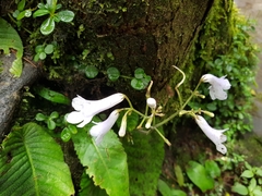 Streptocarpus wilmsii
