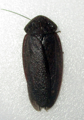 Derocalymma