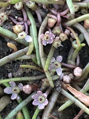 Lilaeopsis polyantha